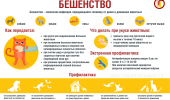 Профилактика БЕШЕНСТВА