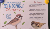 День воробья!
